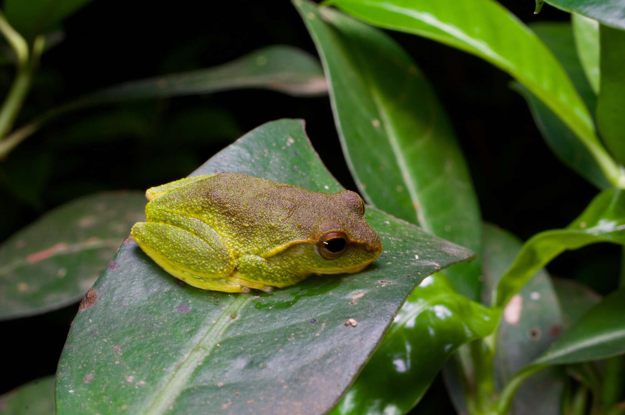 Image of Pseudophilautus stuarti (Meegaskumbura & Manamendra-Arachchi 2005)