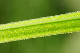 Plancia ëd Galium elongatum C. Presl