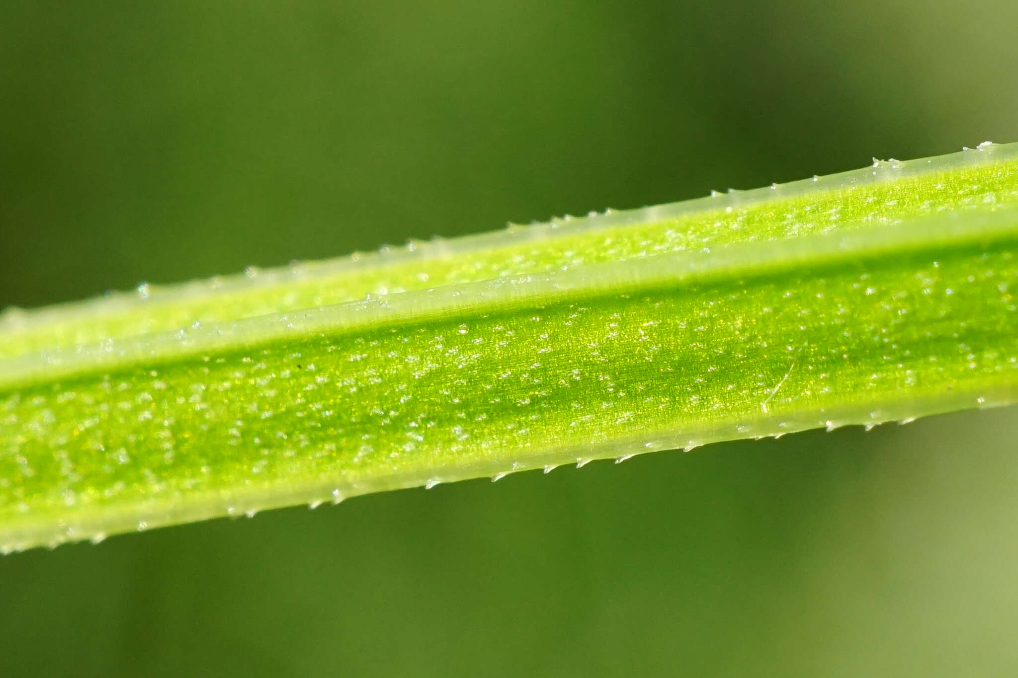 Image of Galium elongatum C. Presl