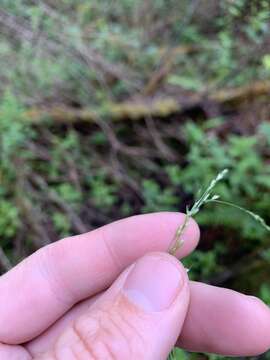 Image of slender hairgrass