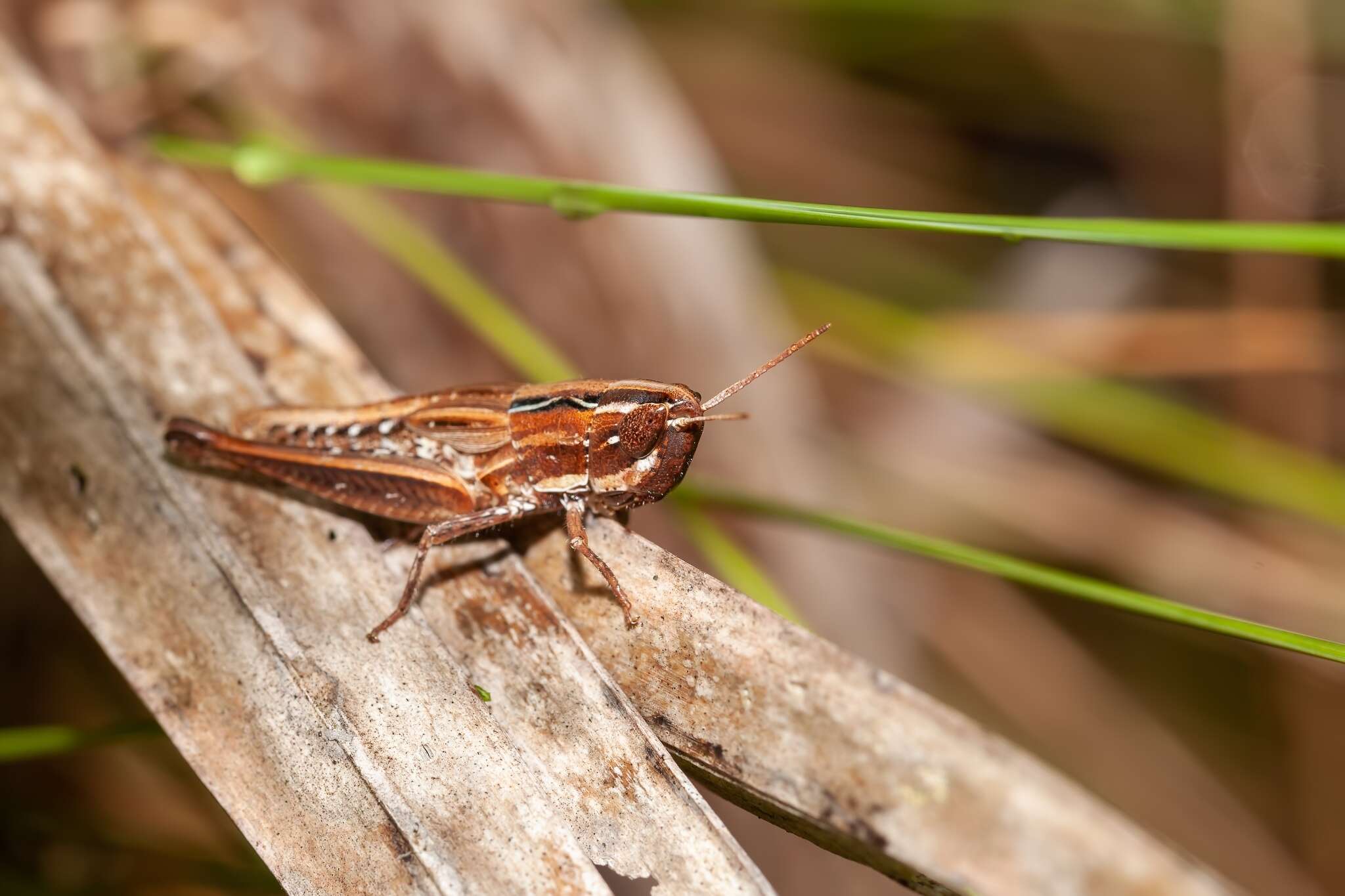 Image of Eritettix obscurus (Scudder & S. H. 1878)