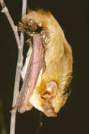 Image of Butterfly Bat