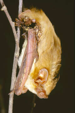 Image of Butterfly Bat