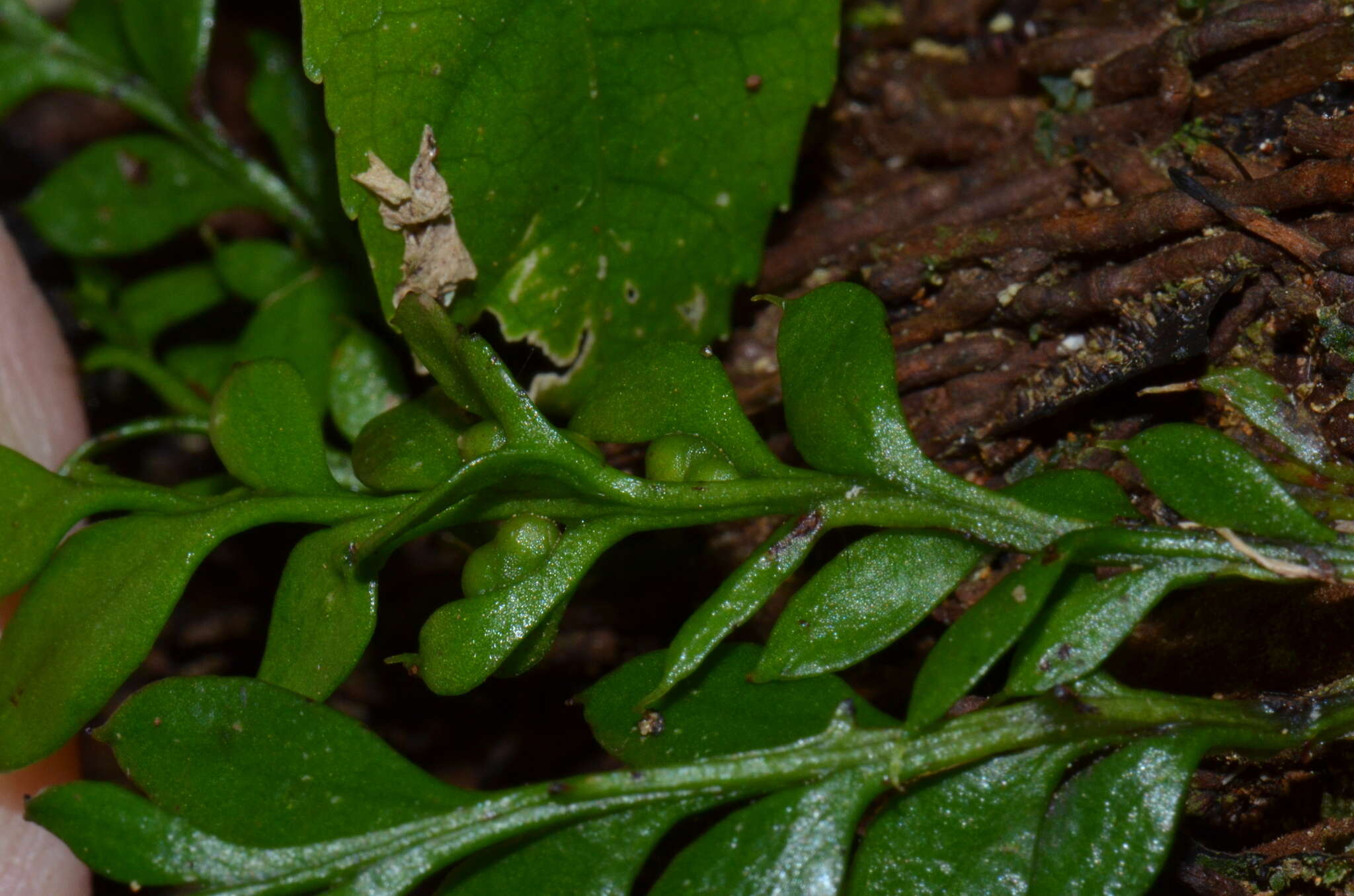 Image of Tmesipteris lanceolata Dangeard