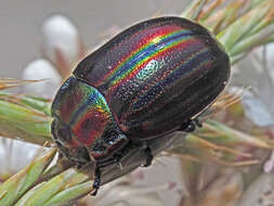 Image of Chrysolina cerealis (Linnaeus 1767)