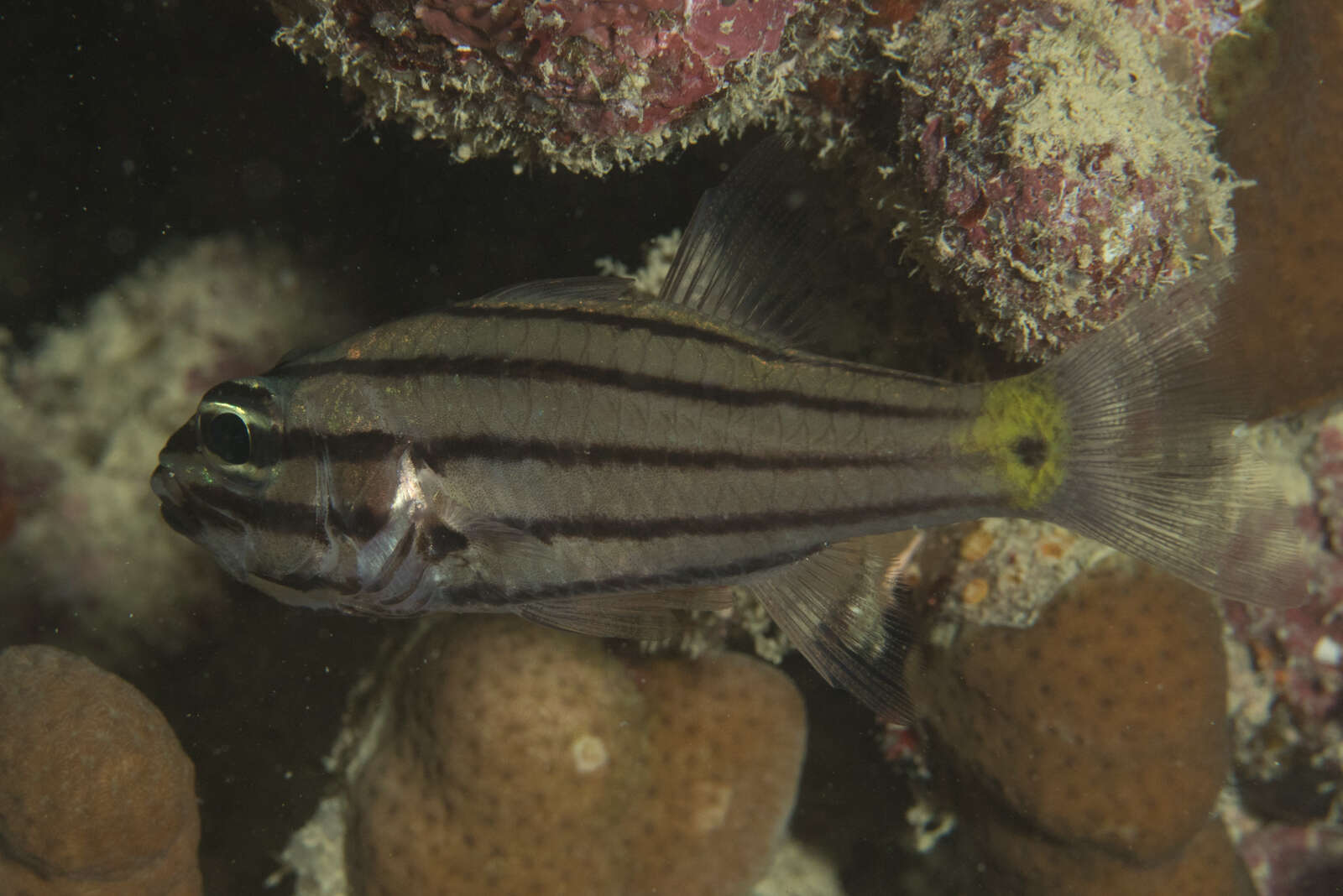 Слика од Cheilodipterus isostigmus (Schultz 1940)