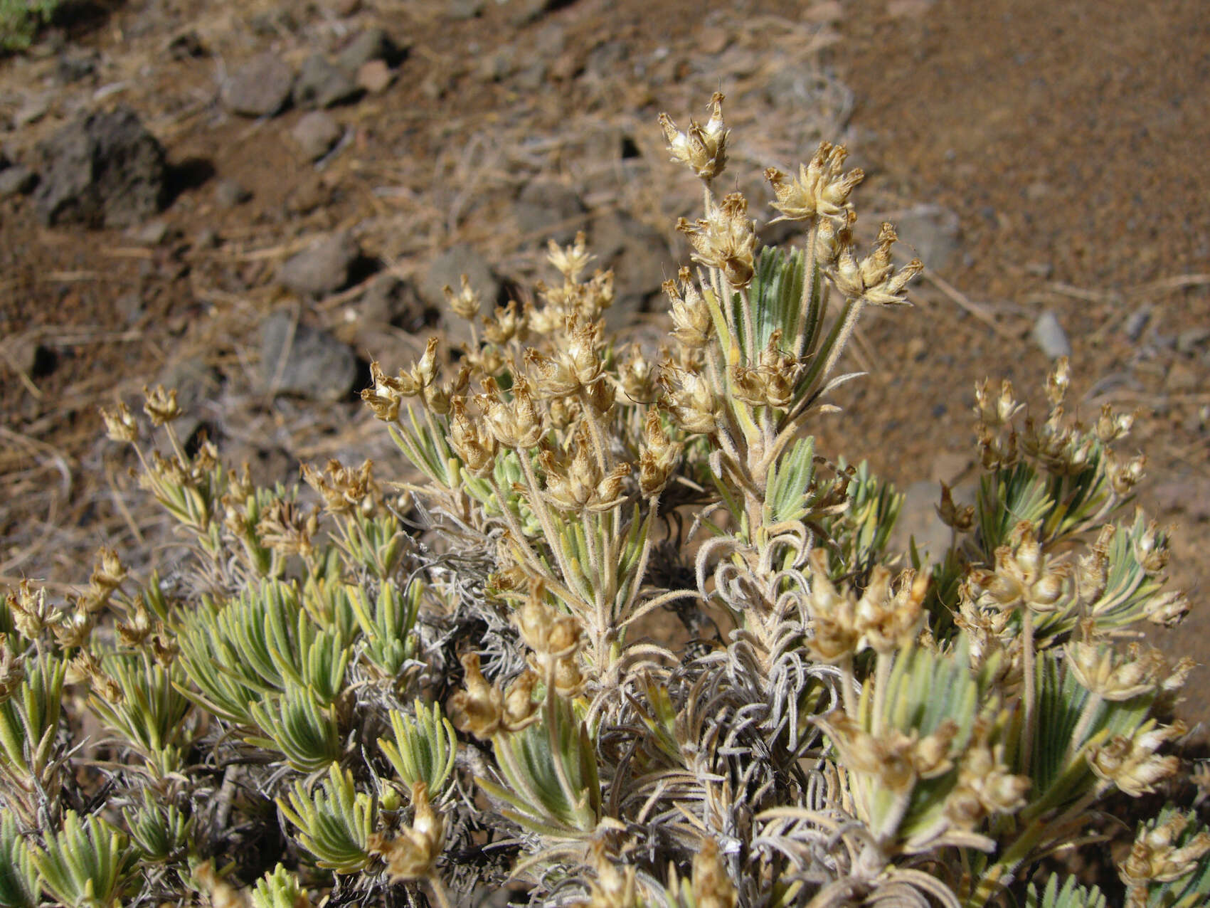 Image of Plantago webbii Barn.