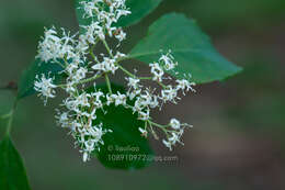 Image de Cornus wilsoniana Wangerin