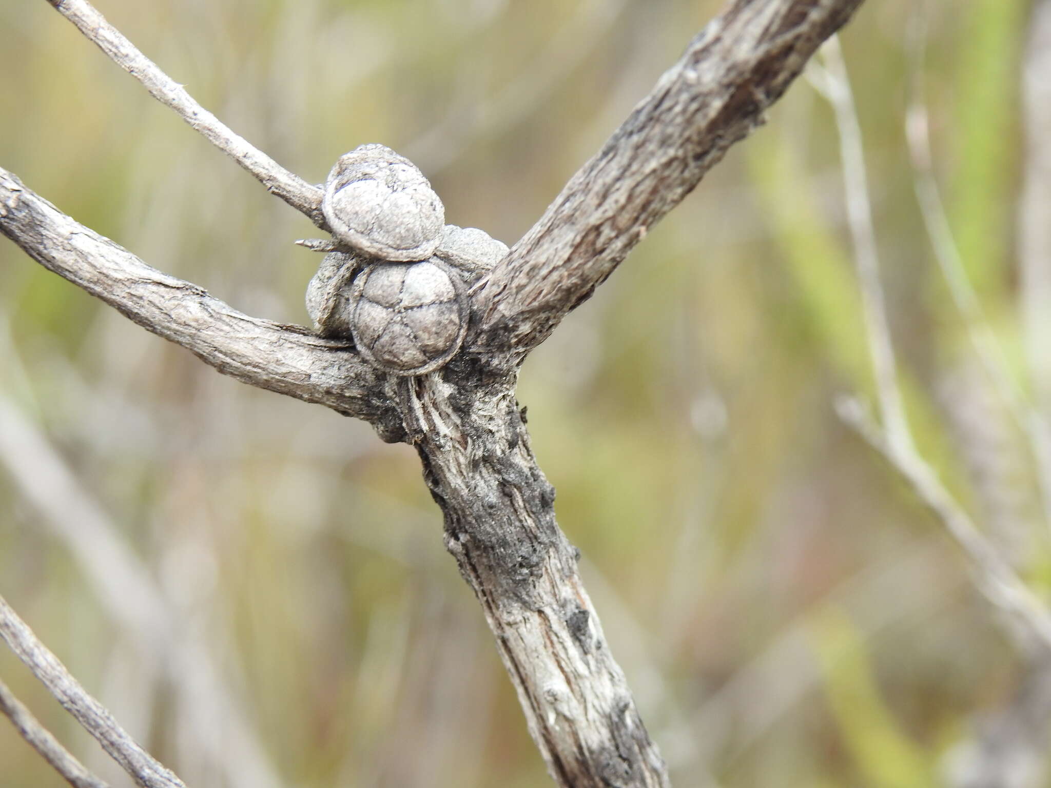 Image of Leptospermum liversidgei R. T. Baker & H. G. Smith