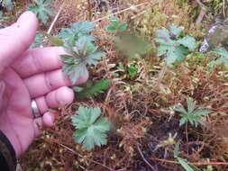 Imagem de Geranium erianthum DC.