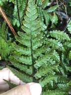 Imagem de Parathelypteris angulariloba (Ching) Ching