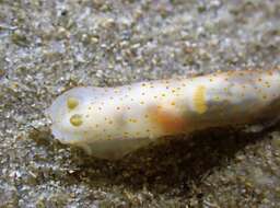 Image of Gymnodoris alba (Bergh 1877)