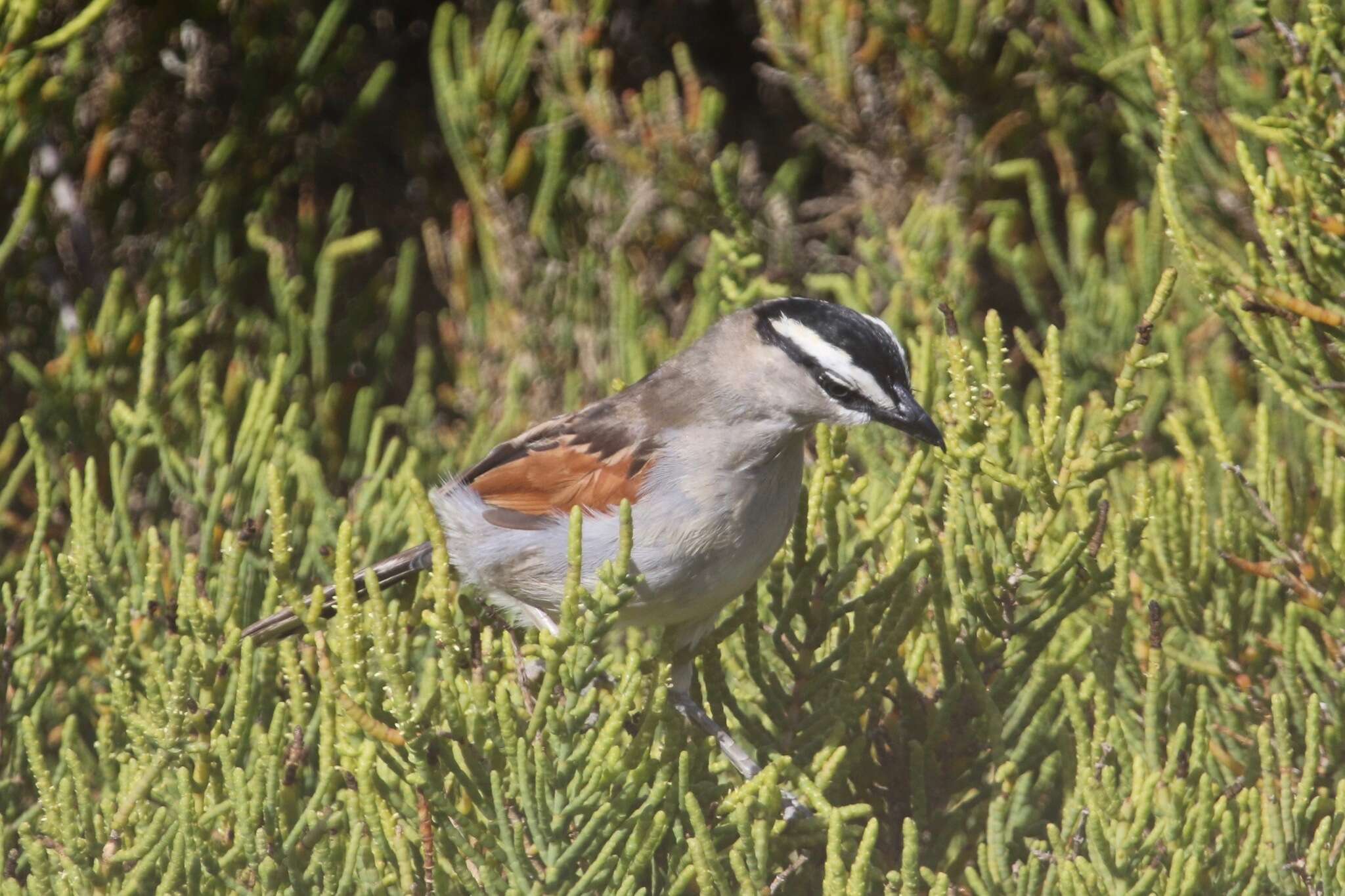 Слика од Tchagra senegalus (Linnaeus 1766)