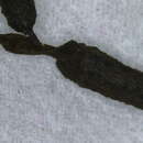 Image of Xylaria apiculata Cooke 1879