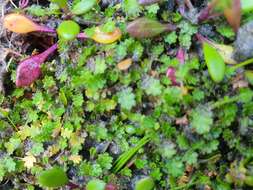 Image of Leptinella dispersa subsp. rupestris (D. Lloyd) D. G. Lloyd & C. J. Webb