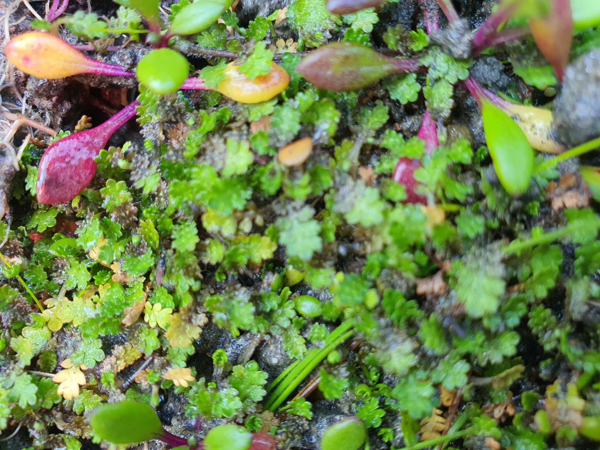 Image of Leptinella dispersa subsp. rupestris (D. Lloyd) D. G. Lloyd & C. J. Webb