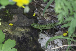 Image of Lacerta agilis exigua Eichwald 1831