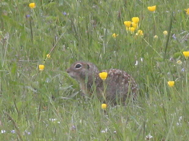 Image of Speckled Ground Squirrel