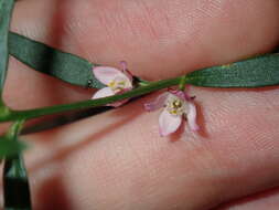 Image de Cyanothamnus polygalifolius