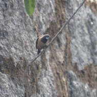 Image of Black-throated Munia