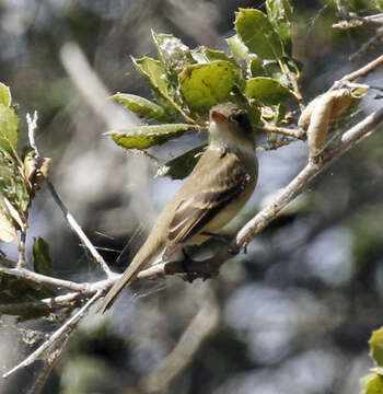 Image of Willow Flycatcher