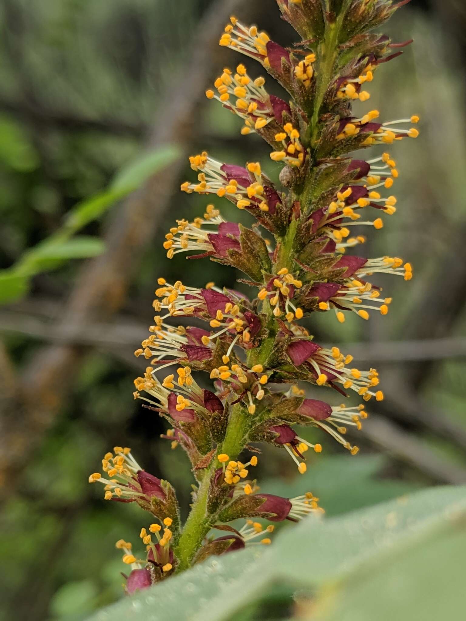 Image of California Indigobush