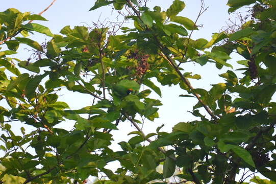 Image of Golden-fronted Leafbird