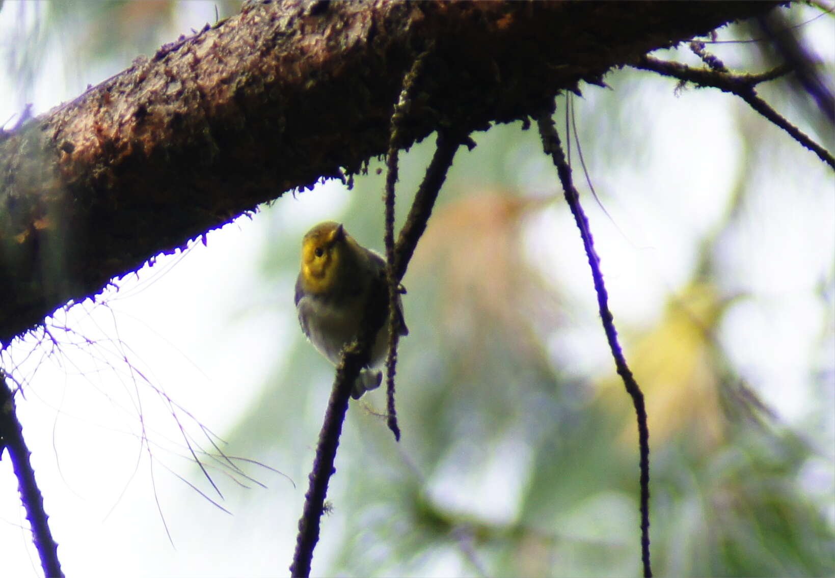 Image of Hermit Warbler