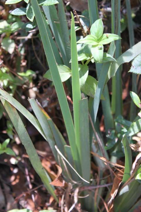 Orthrosanthus exsertus (R. C. Foster) Ravenna的图像