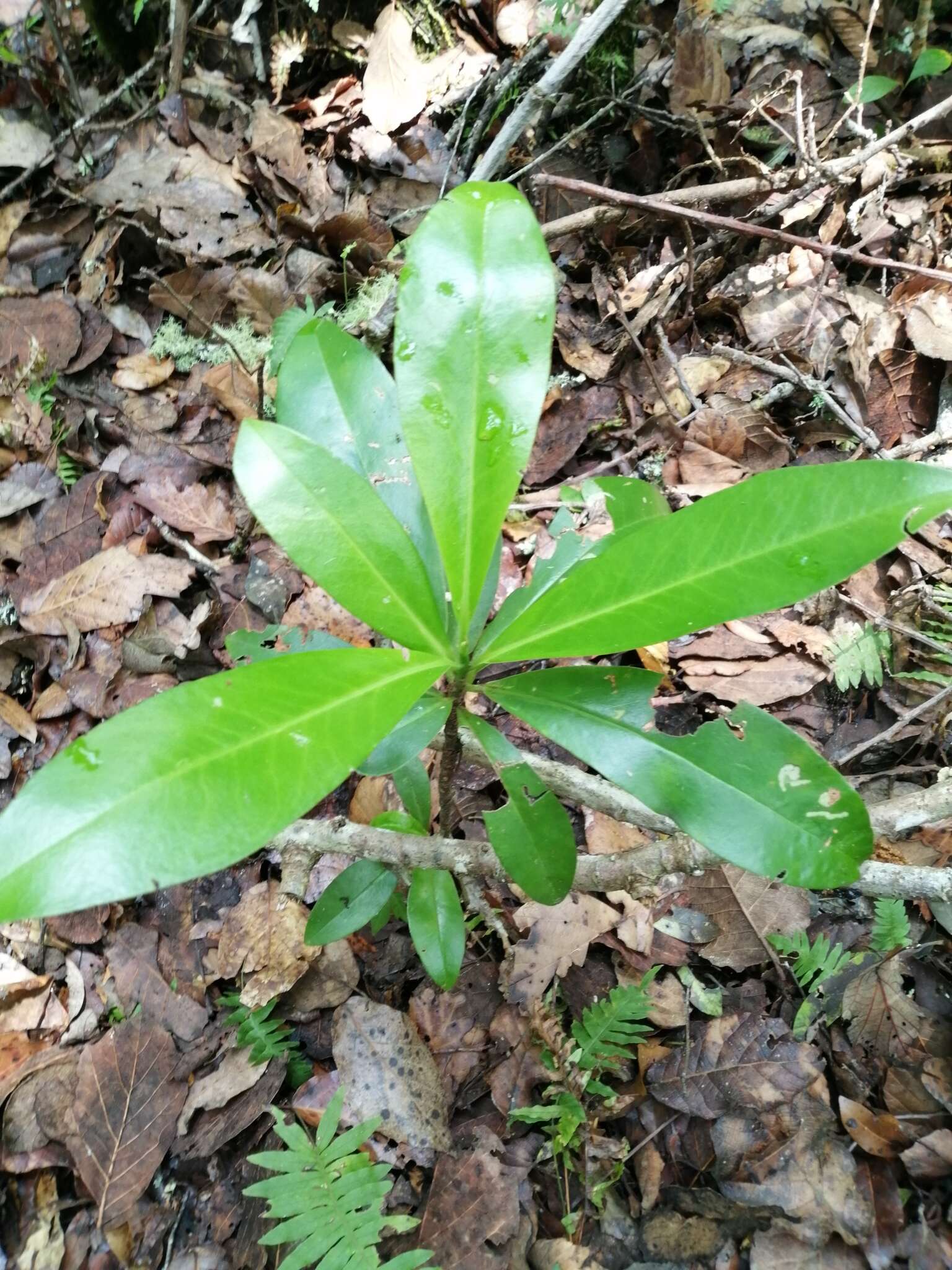 Image of Myrsine juergensenii (Mez) J. M. Ricketson & J. J. Pipoly