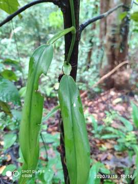 Imagem de Scindapsus hederaceus Miq.