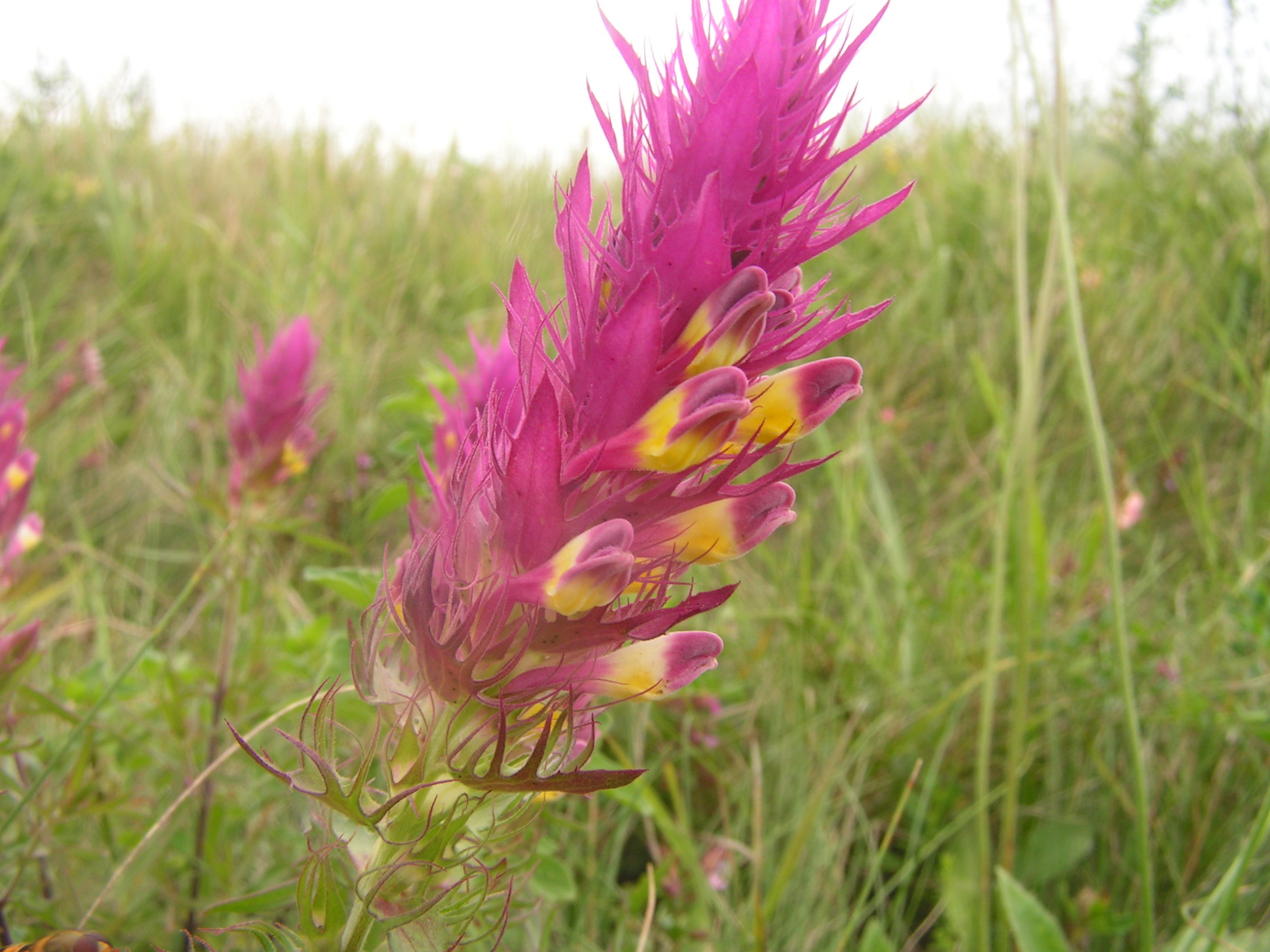 Melampyrum arvense (rights holder: Arthur Chapman)