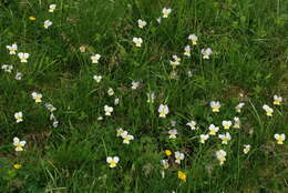 Image of Viola culminis F. Fen. & Moraldo