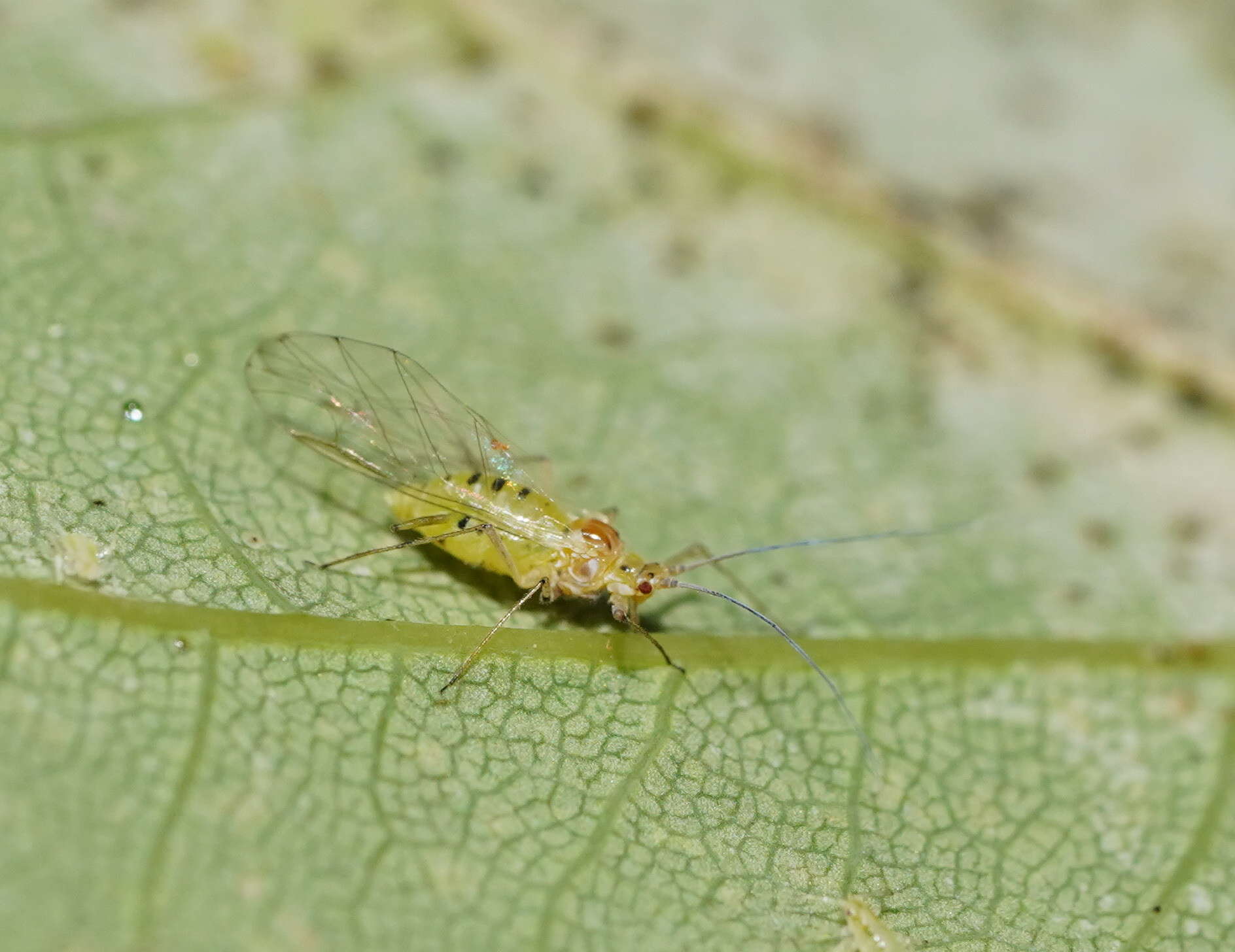 Sivun Drepanosiphum platanoidis (Schrank 1801) kuva