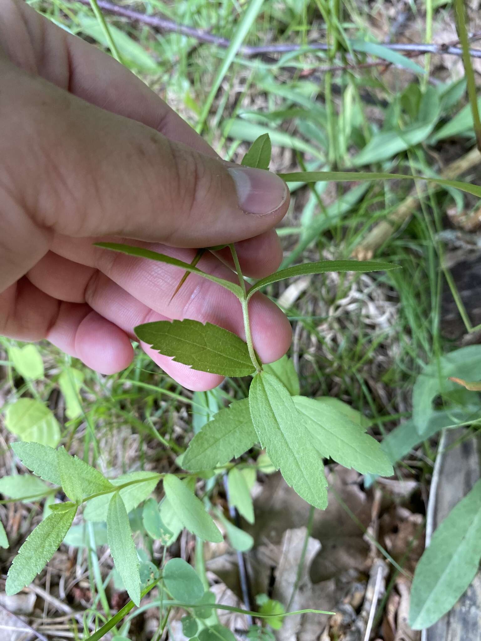 Image of white thoroughwort