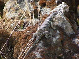 Image de Sceloporus aureolus Smith 1942