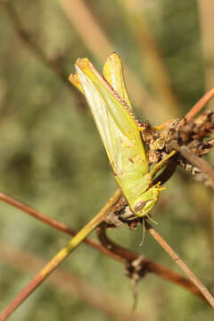 Heteracris pterosticha (Fischer von Waldheim 1833)的圖片