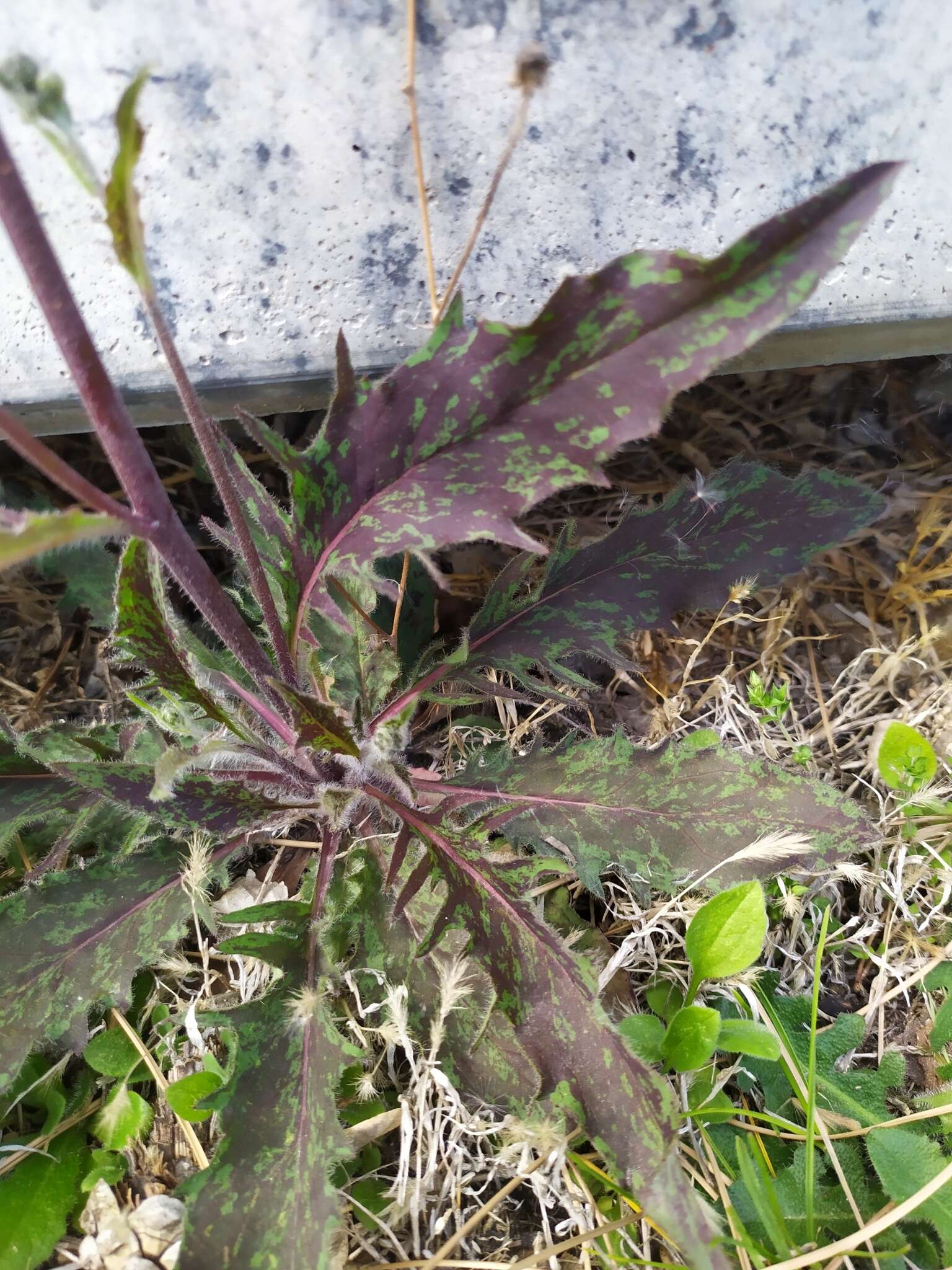 Imagem de Hieracium maculatum subsp. cruentum (Jord.) Zahn