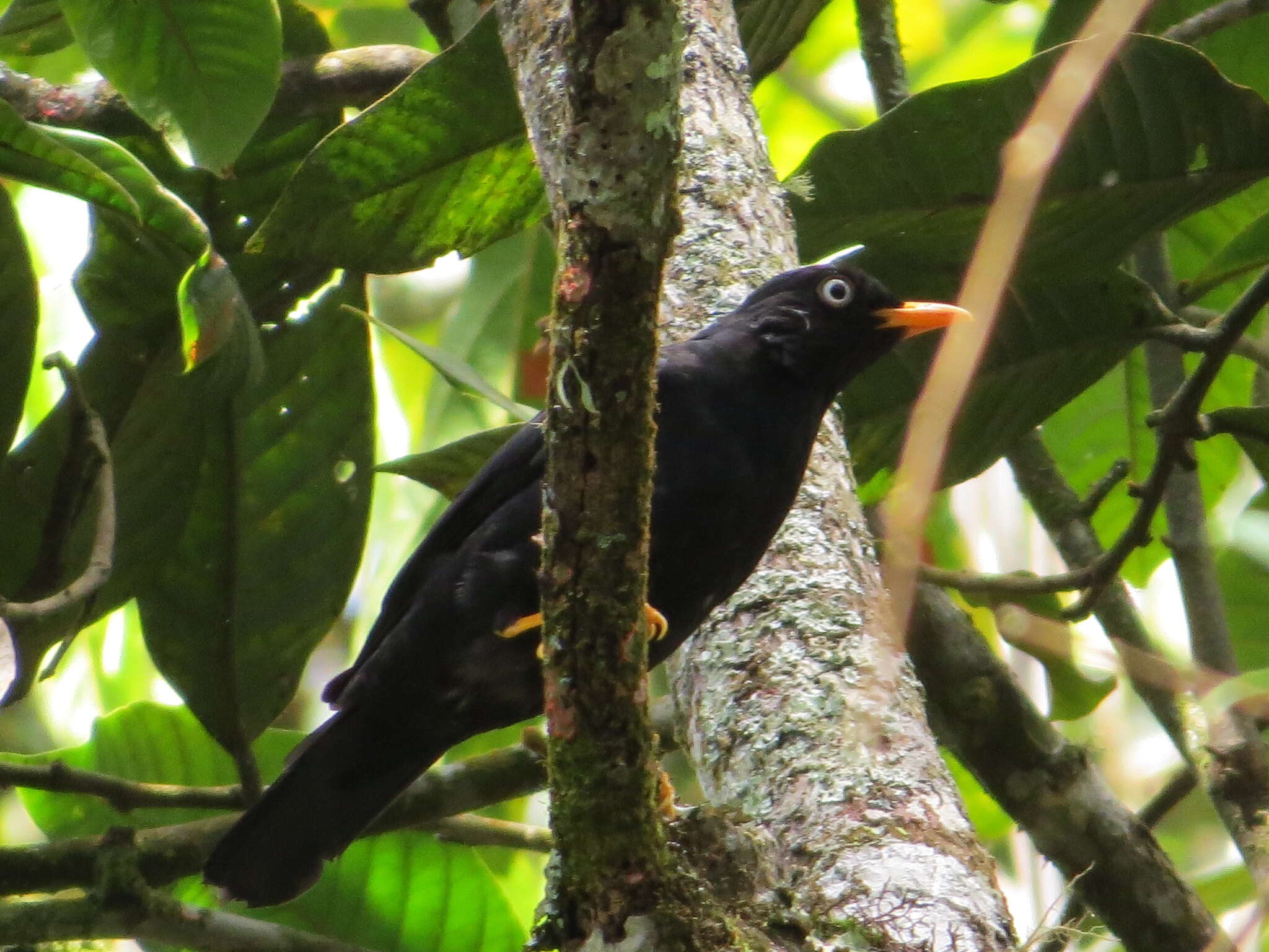 Image of Pale-eyed Thrush