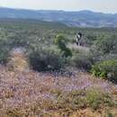 Imagem de Heliophila schulzii Marais