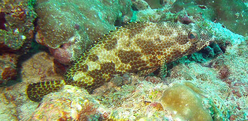 Слика од Epinephelus spilotoceps Schultz 1953