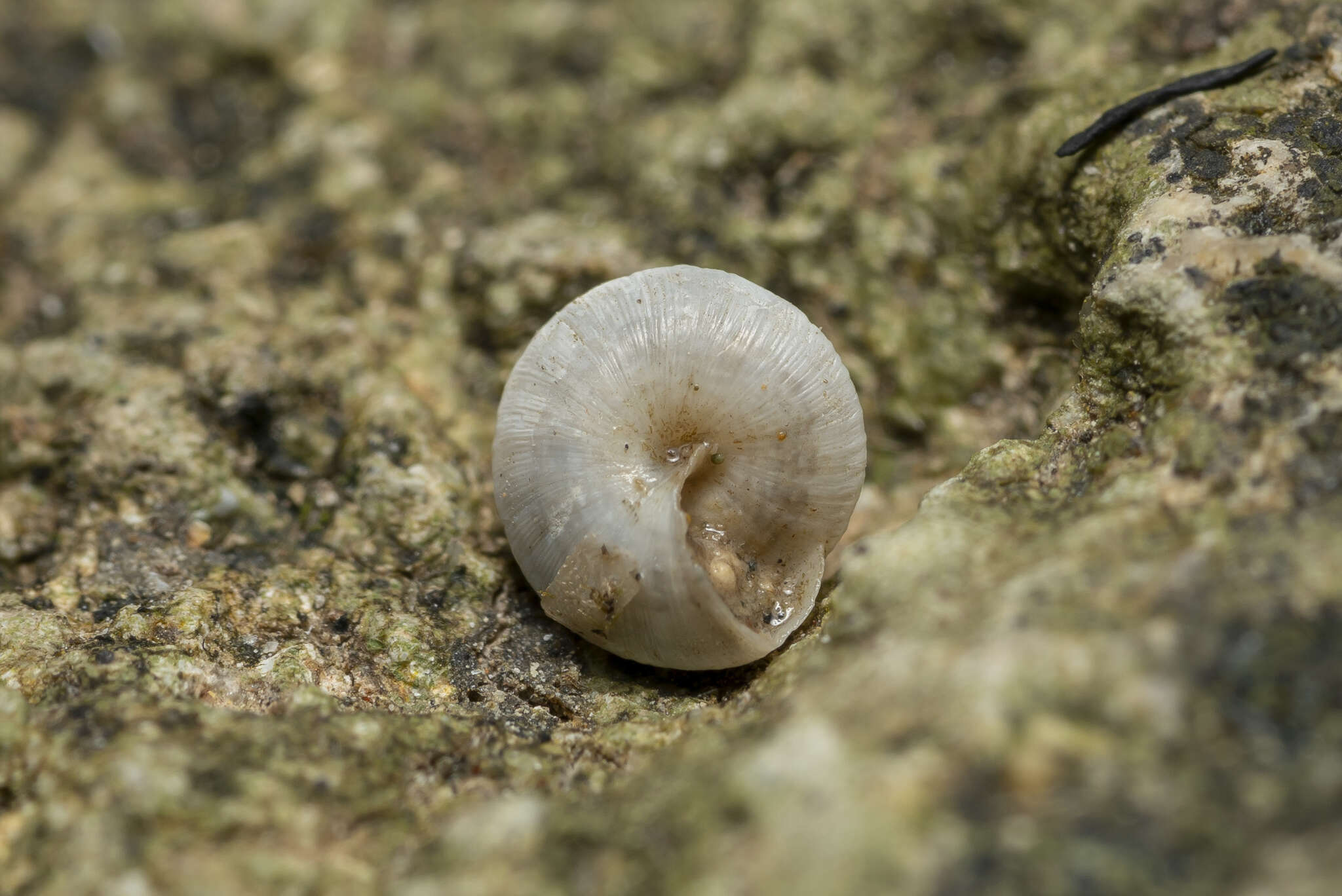 Image of Trochoidea trochoides (Poiret 1789)