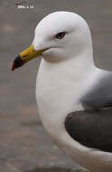 Image of Black-tailed Gull