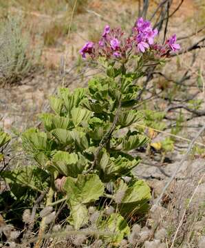 Слика од Pelargonium cucullatum subsp. tabulare B. Volschenk