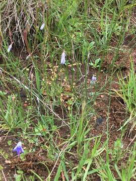 Wahlenbergia capillaris (G. Lodd.) G. Don resmi