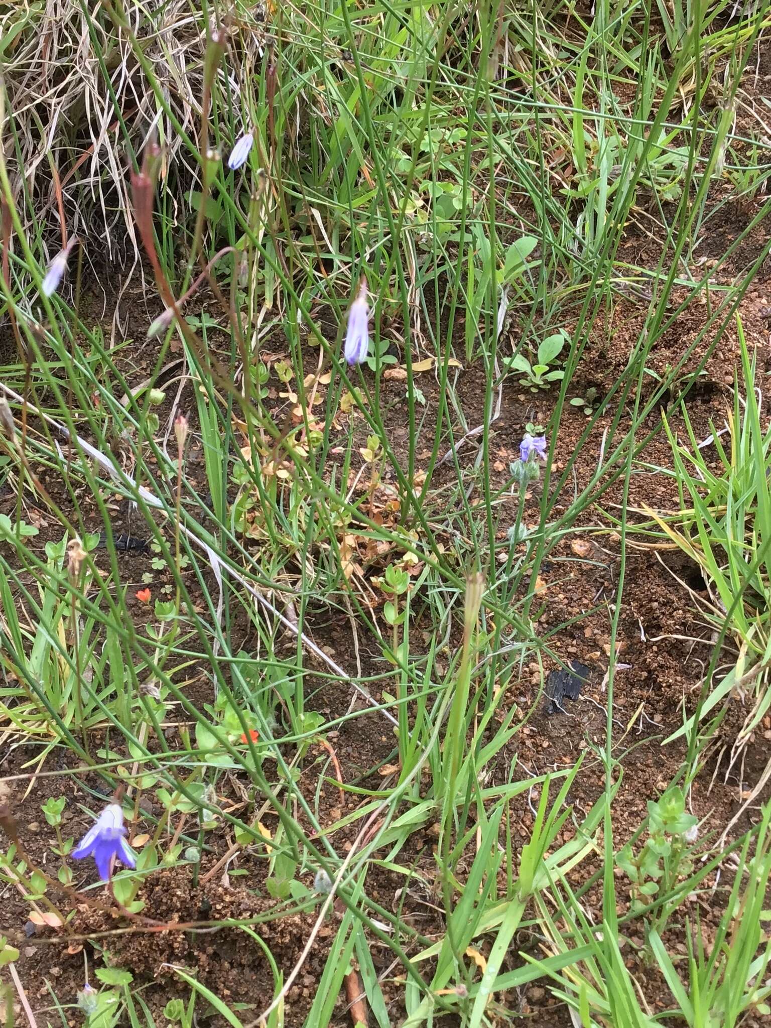 Wahlenbergia capillaris (G. Lodd.) G. Don resmi