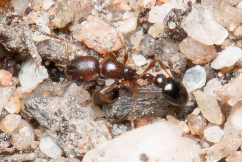 Image of Ant