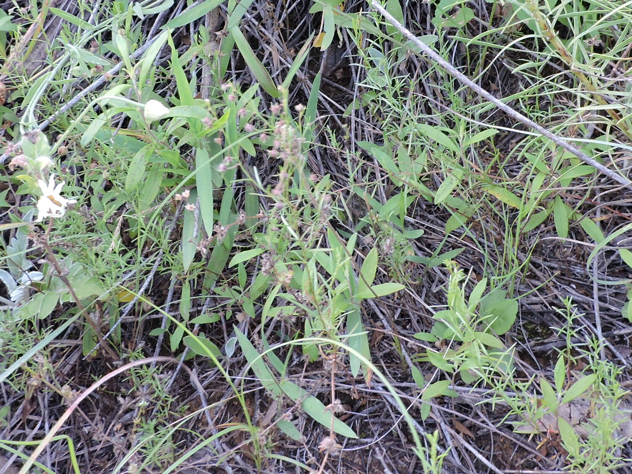Image of San Saba pinweed