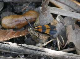 Image of Banded Net-winged Beetle