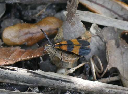 Image of Calopteron discrepans (Newman 1838)